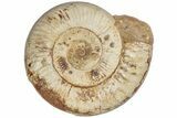 Giant, Jurassic Ammonite Fossil - Madagascar #191356-1